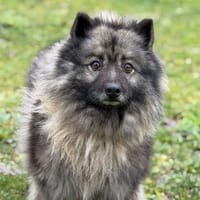 Ottawa CAA14693, chienne à adopter