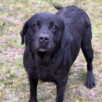 Orore CAA14700, chienne à adopter