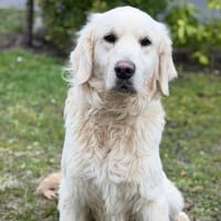 Vivian CAA14682, chien à adopter