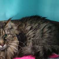 Séréna, chatte à adopter