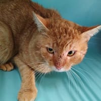 Curling, chat à adopter