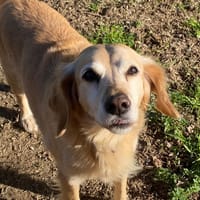 JUNIOR(BIS), chien à adopter