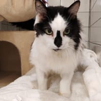HARRY, chat à adopter