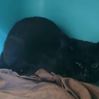 LOULOU, chat à adopter