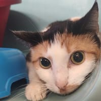MINETTE, chatte à adopter