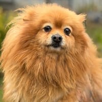 Odessa CAA14692, chienne à adopter