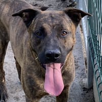 SAYKO, chien à adopter