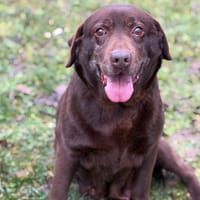 Madison CAA14701, chienne à adopter