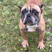 Purple CAA14684, chien à adopter