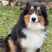 Apollon CAA14695, chien à adopter