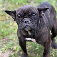 pepsy CAA14685, chienne à adopter