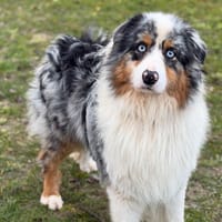 Ucco CAA14698, chien à adopter