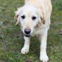 Obepine CAA14706, chienne à adopter