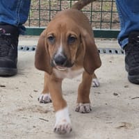 Dakota, chienne à adopter