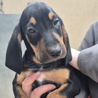 Dakari, chien à adopter