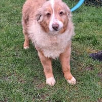 MEDUSA, chienne à adopter