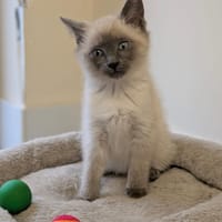 filou, chat à adopter