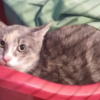 FRIMOUSSE, chatte à adopter