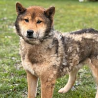 Nic-Nac CAA14689, chien à adopter