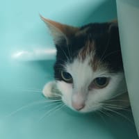 TARZANE, chatte à adopter