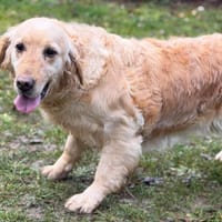 Ombrelle CAA14705, chienne à adopter