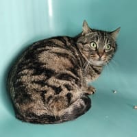 ASH, chatte à adopter