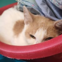 MICKEY, chat à adopter