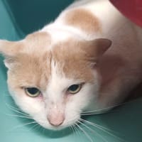 DONALD, chat à adopter