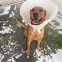 CLOCLO, chien à adopter