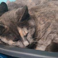 MAYO, chat à adopter