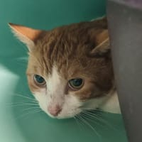 POPEYE, chat à adopter