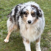 Vital CAA14697, chien à adopter