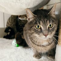 Grizoo, chat à adopter