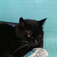 Nénette, chatte à adopter