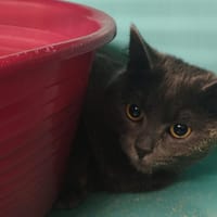 SURI, chatte à adopter