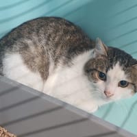 MOON, chat à adopter