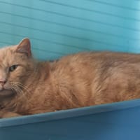 MILO, chat à adopter