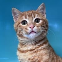 MINI SPRITZ, chatte à adopter