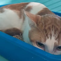 ROUMAN, chat à adopter