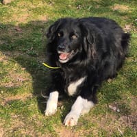 Maïlo, chien à adopter