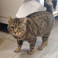 OWEN, chat à adopter