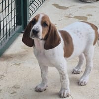 Daika, chienne à adopter