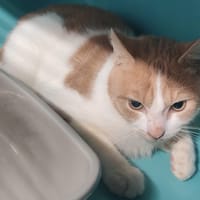 WISKY, chat à adopter