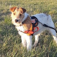 Foxie, chienne à adopter