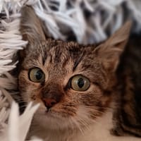 Zigzag, chatte à adopter