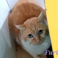 Furia, chatte à adopter