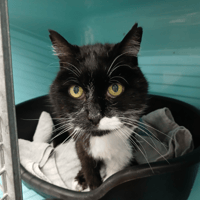 LOOCKY, chat à adopter