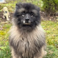 Magnus CAA14694, chien à adopter