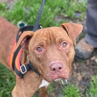 TINOR, chien à adopter