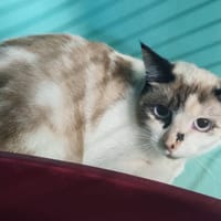ATHENA, chatte à adopter
